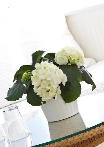 Hotel Buchholz Downtown Colonia