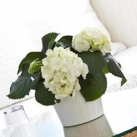 Buchholz Downtown Hotel Köln