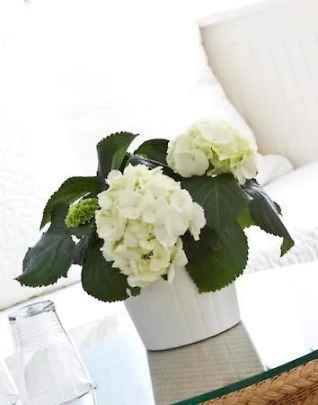 فندق Buchholz Downtown كولونيا