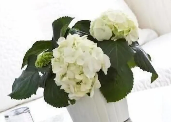 Buchholz Downtown Hotel Cologne